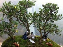 北京綠錦緣園藝有限公司