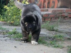 赣州布列塔尼犬