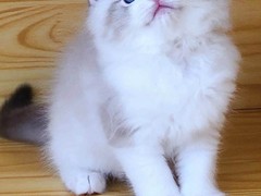 钟灵猫舍