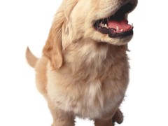 福州罗得西亚脊背犬