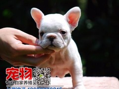 广东宠物养殖
