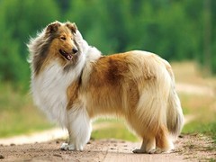 犬舍繁殖基地