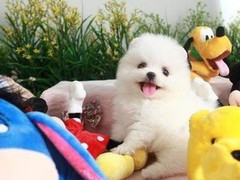 广东铃铛犬舍繁殖基地