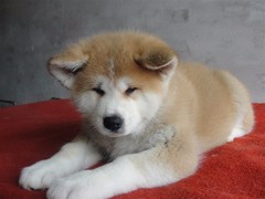 武汉喜喜犬舍