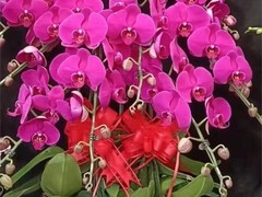 天津绿红园花卉有限公司