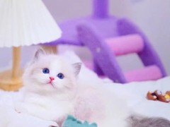 长沙东方猫领养