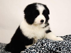 玉龙犬舍
