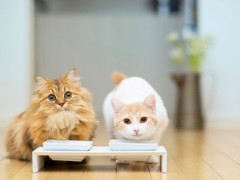 靖瑶猫舍