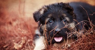 银川比利牛斯牧羊犬