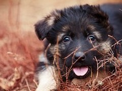 银川比利牛斯牧羊犬
