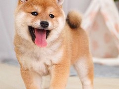 广州博爱犬舍
