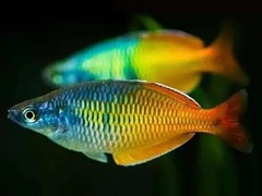 21世纪鱼缸水族维护公司