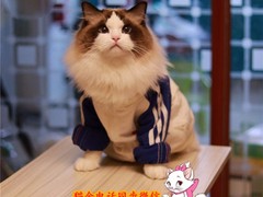 嘉美猫舍