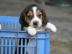广东铃铛犬舍繁殖基地