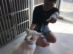 上海黄浦区宠物流浪狗流浪猫小动物救助领养收容收养中心站