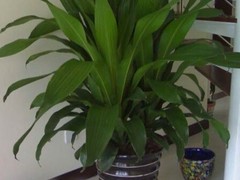 北京綠植花卉租賃租擺
