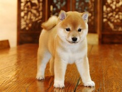 犬舍繁殖基地