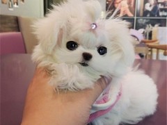 天津哈瓦那犬