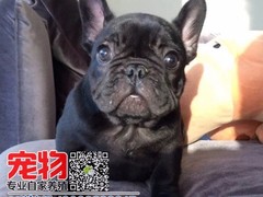广东宠物养殖