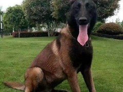 盛诚犬业