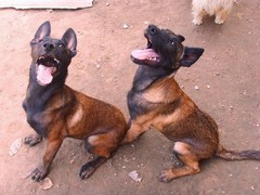 豆豆犬舍