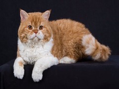 武汉馨馨猫舍