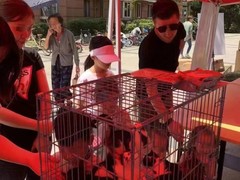 上海青浦区宠物小动物流浪狗流浪猫救助领养收容收养中心站