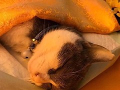 上海宠物火化