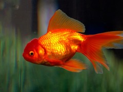 21世纪鱼缸水族维护公司