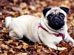 泉州马士提夫獒犬