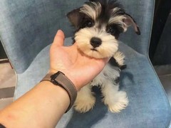济南法老王猎犬领养