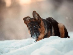 犬舍繁殖基地
