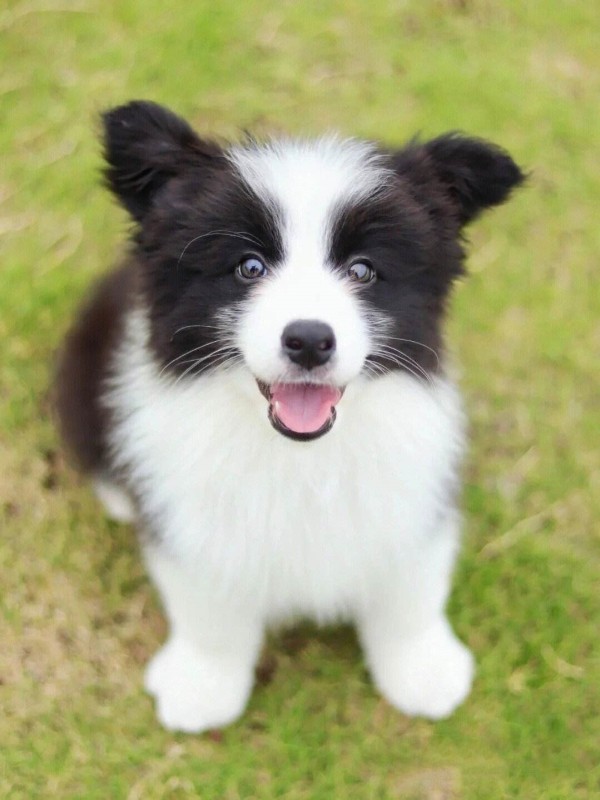 犬舍繁殖基地