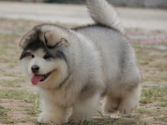 南昌德国宾莎犬
