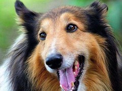 厦门大丹犬