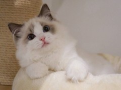虹雨猫舍