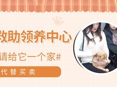 上海闵行区宠物流浪狗流浪猫小动物救助领养收容收养中心站