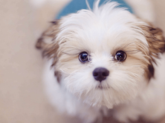青岛阿富汗猎犬
