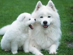 西宁维希拉猎犬