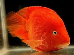 北京魚(yú)缸清洗