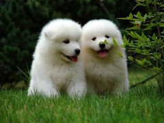 盛诚犬业