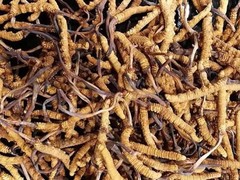 粤鸿茅台酒洋酒虫草礼品回收商