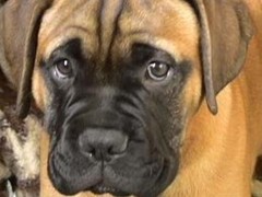 拉萨爱尔兰猎狼犬