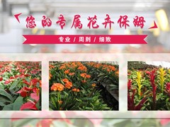 菏泽花卉