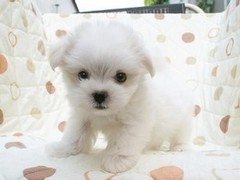 嘉兴澳大利亚牧羊犬
