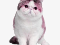 长沙东方猫领养