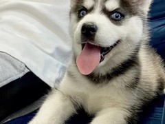 高端名贵犬