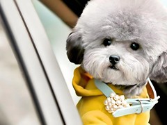 广州博爱犬舍
