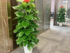 北京和雅慧通茶文化有限公司