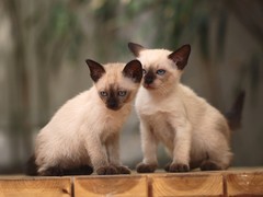 靖瑶猫舍